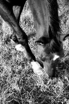Doug Orr - 002 - Hooved Animals