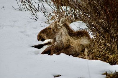 Doug Orr - 003 - Hooved Animals