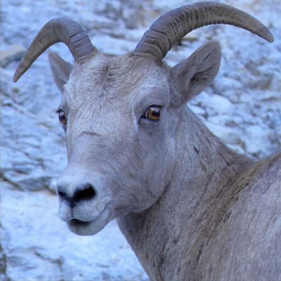 Finn Jakobsen - 003 - Hooved Animals