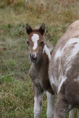 Lorraine Hill - 003 - Hooved Animals