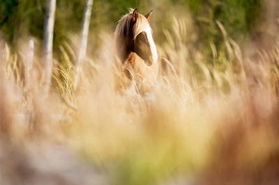 Ric Buckley - 001 - Hooved Animals