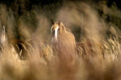 Ric Buckley - 002 - Hooved Animals