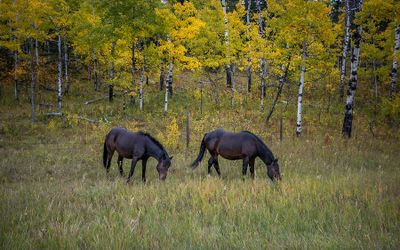 Robin Sebastian - 001 - Hooved Animals
