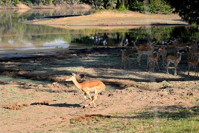 Val Campbell - 001 - Hooved Animals