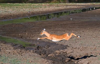 Val Campbell - 002 - Hooved Animals