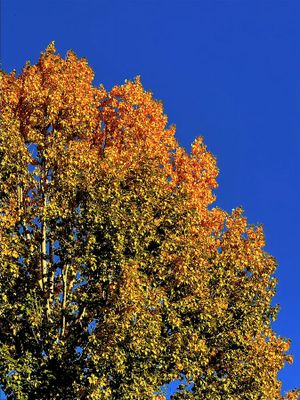 Don Campbell - 001 - Fall Colours