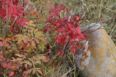 Lorraine Hill - 002 - Fall Colours