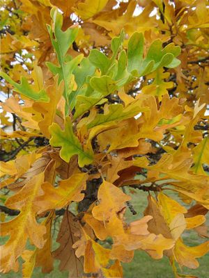Mark Collard - 001 - Fall Ccolours