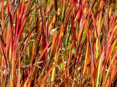 Mark Collard - 002 - Fall Colours