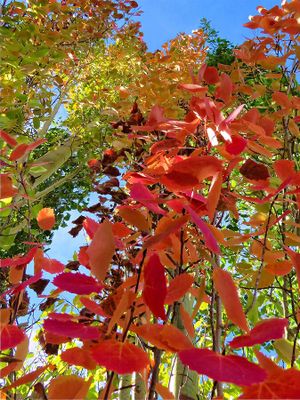 Mark Collard - 003 - Fall Ccolours