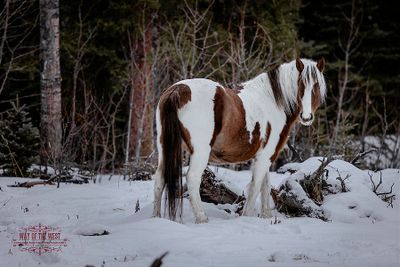 Barbara Bostock 001 Winter