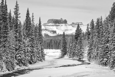 Cal Hill 001 Winter