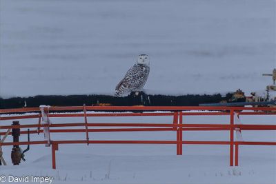David Impey 002 Winter