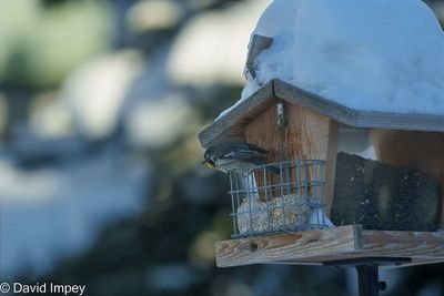 David Impey 003 Winter