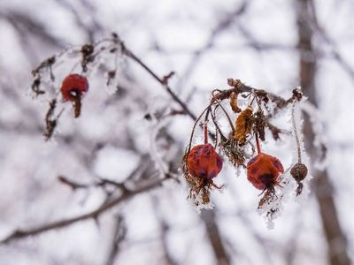 Guy Kerr 002 Winter