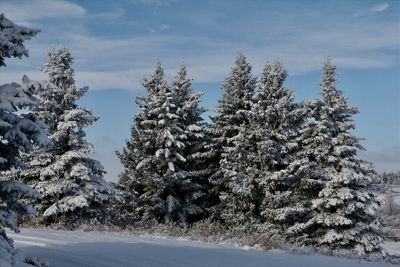 Lorraine Hill 001 Winter