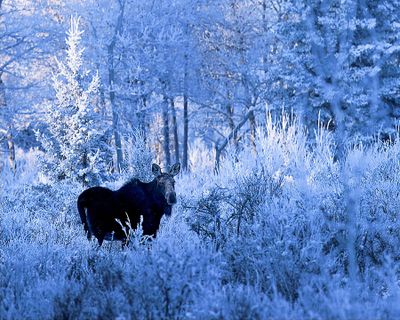 Susan MacLennan 002 Winter