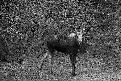 Cal Hill 003 Black and White