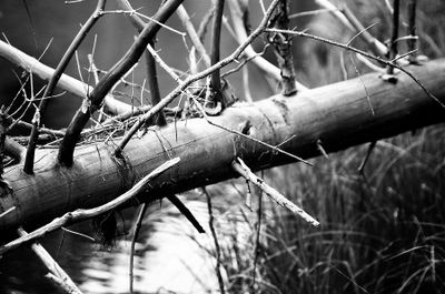 Doug Orr 001 Black and White