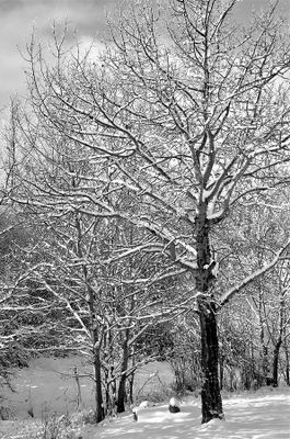 Doug Orr 002 Black and White