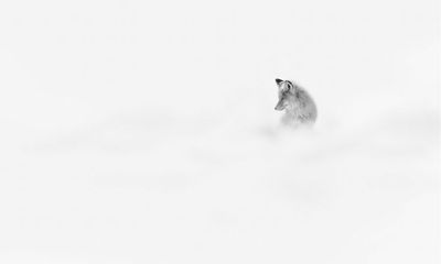 g13/94/970794/3/175439233.a332a9f3.JPEG