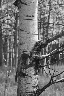 Lorraine Hill 002 Black and White