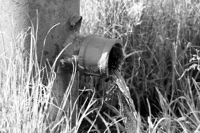 Lorraine Hill 003 Black and White