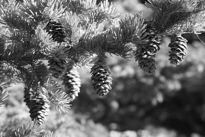 Lorraine Hill 005 Black and White