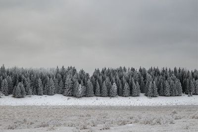 g13/94/970794/3/175439245.74a635ee.JPEG