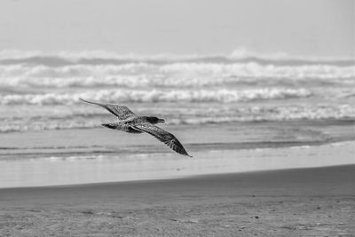 Suzan McEvoy 002 Black and White