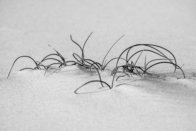 Suzan McEvoy 003 Black and White