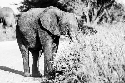 Suzan McEvoy 004 Black and White