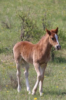 May 2025 - Wild Horses