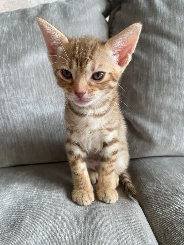 6 weeks old grumpy lady