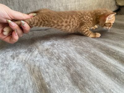Male 1, cinnamonspotted, nice pattern, around 3 weeks old