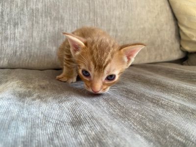 Sniffing around