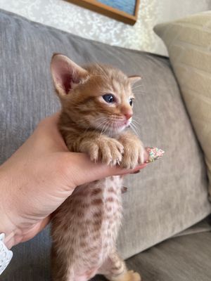 Spotty tummy