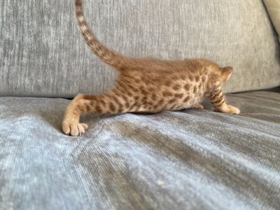 Male 2, cinnamonspotted, around 3 weeks old