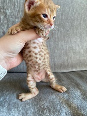Spotted belly, babyfat :)