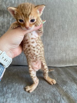 Promising boy