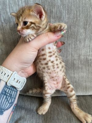 Fat baby belly