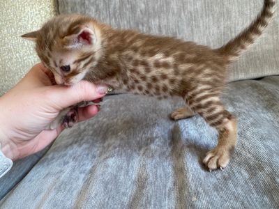 Female 2, chocolatespotted, around 3 weeks old - nice pattern and contrast!