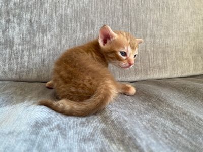 Female 3, cinnamonspotted, arund 3 weeks old