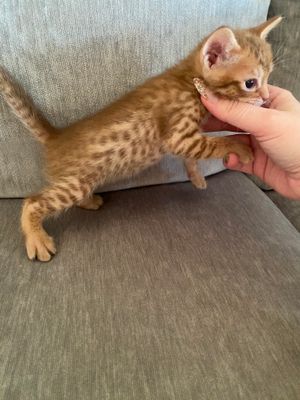 4 weeks old