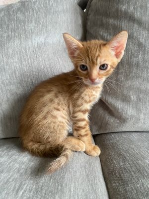 6 weeks old