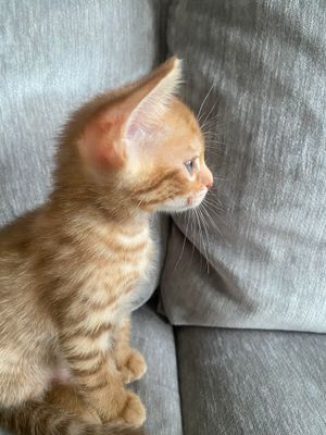 Profile shot