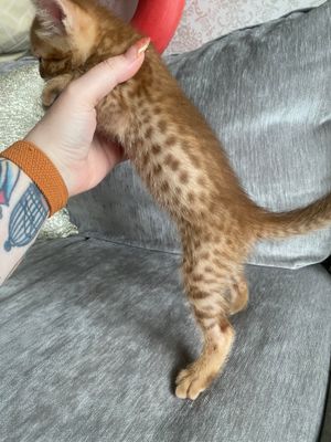 Spots and dots