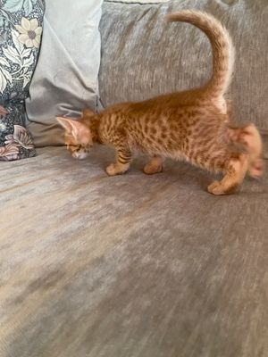4 weeks old