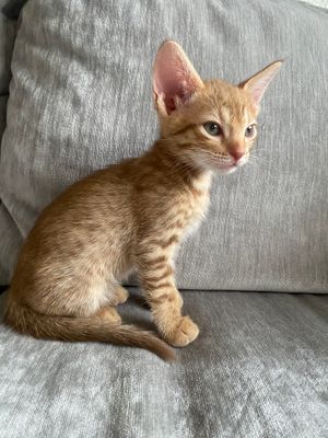 6 weeks old