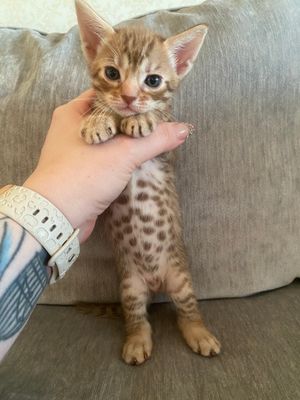 Baby belly